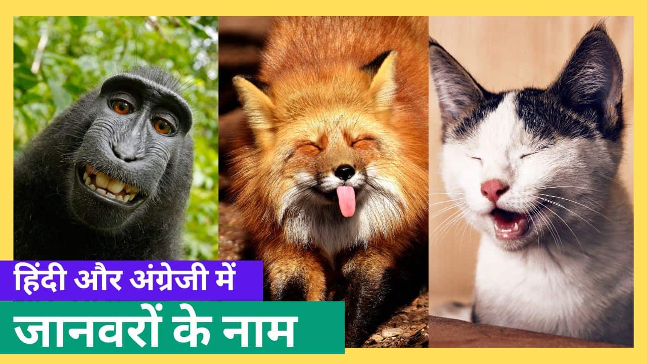 Animals Name in Hindi and English